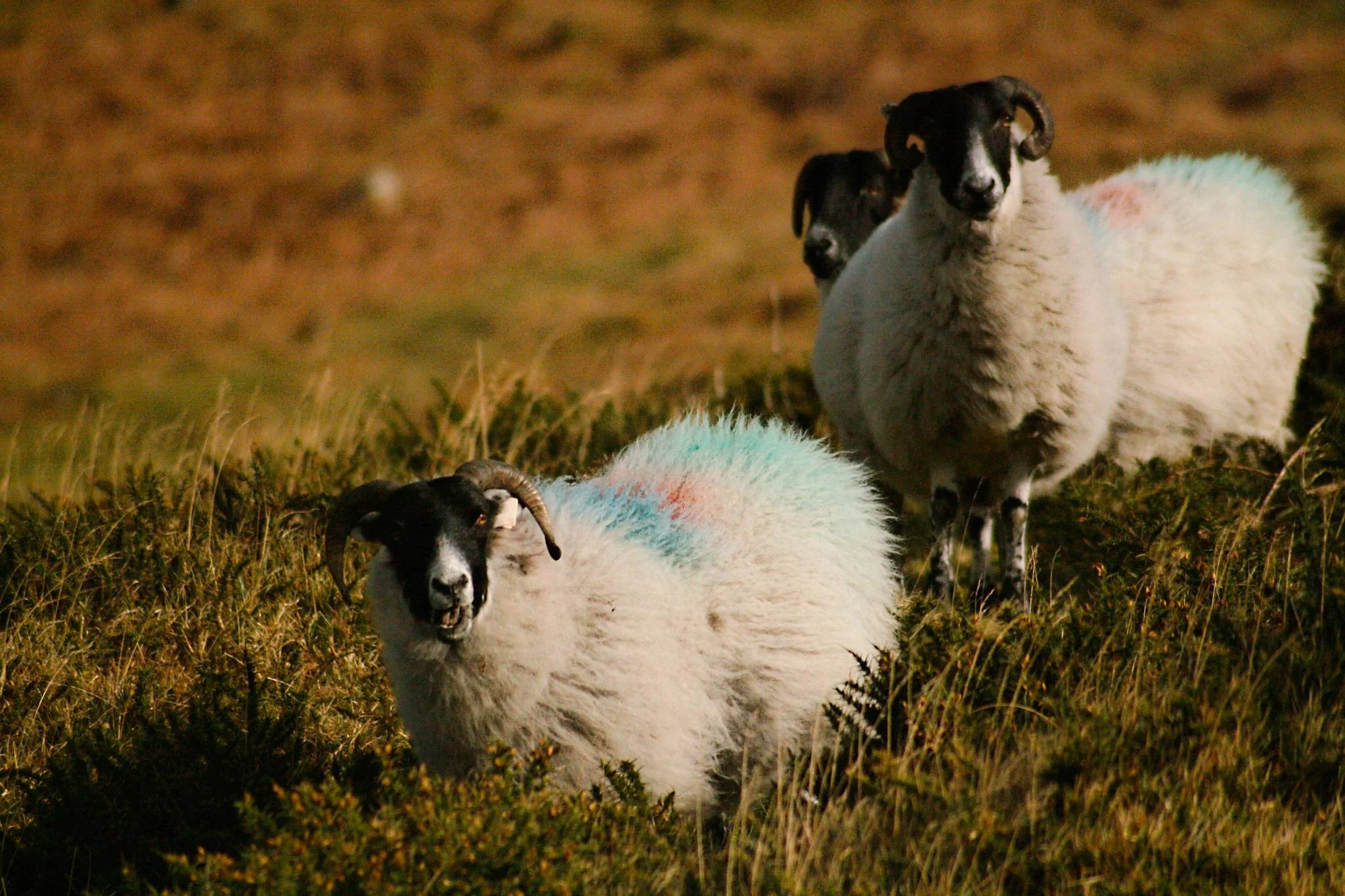 3-sheeps-to-the-wind_2368028905_o-Exposure.jpg