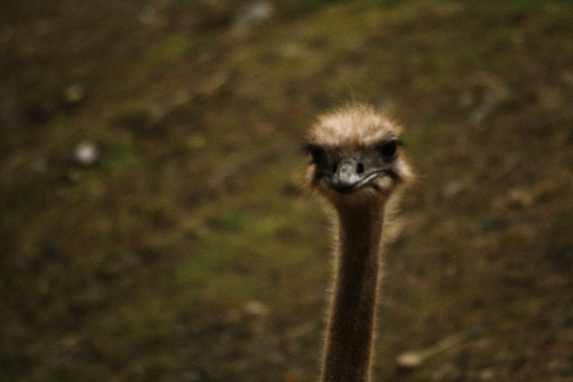 emu-or-ostrich-i-dunno_4384691515_o-Exposure.jpg