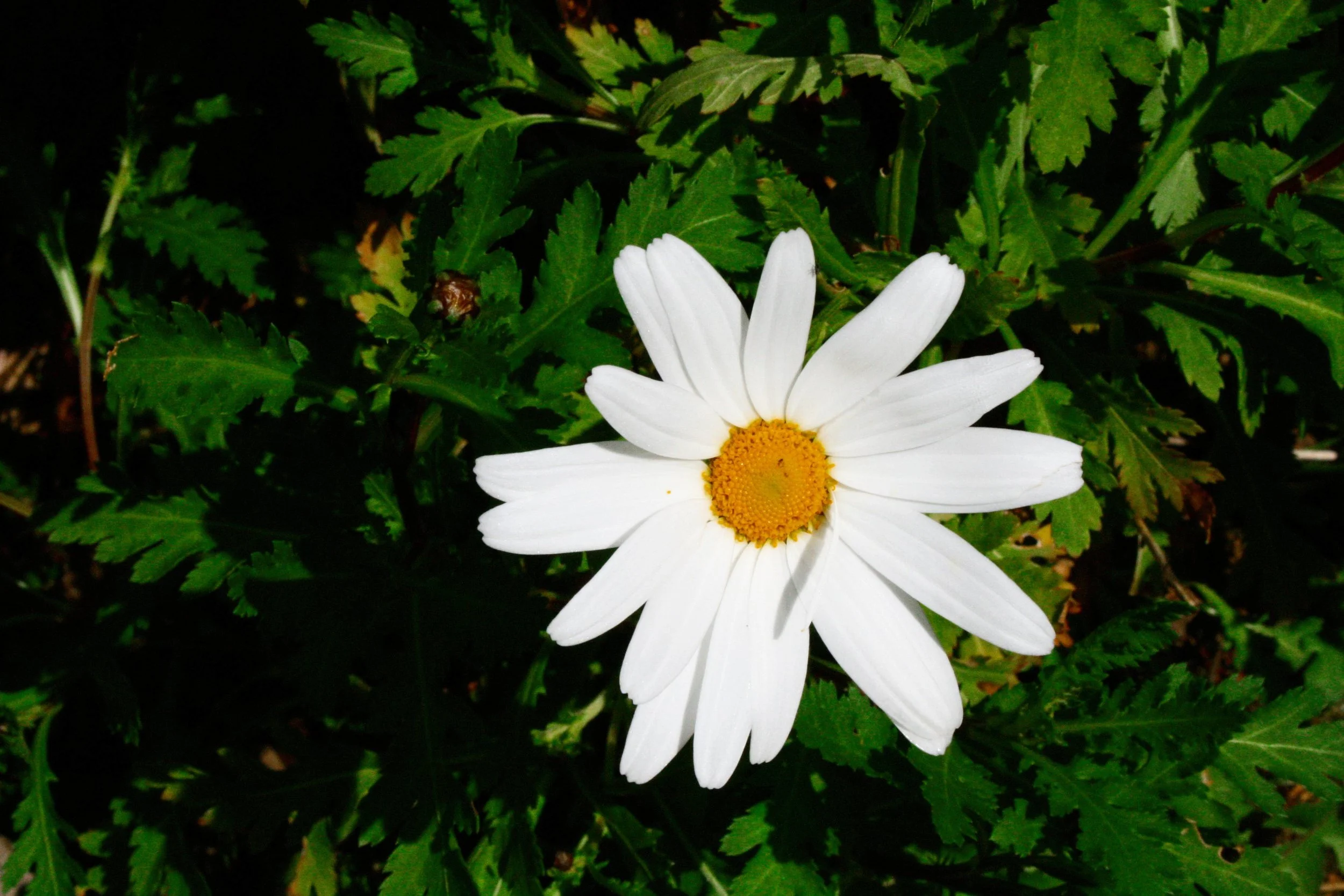 flower-i_3442734368_o-Exposure.jpg