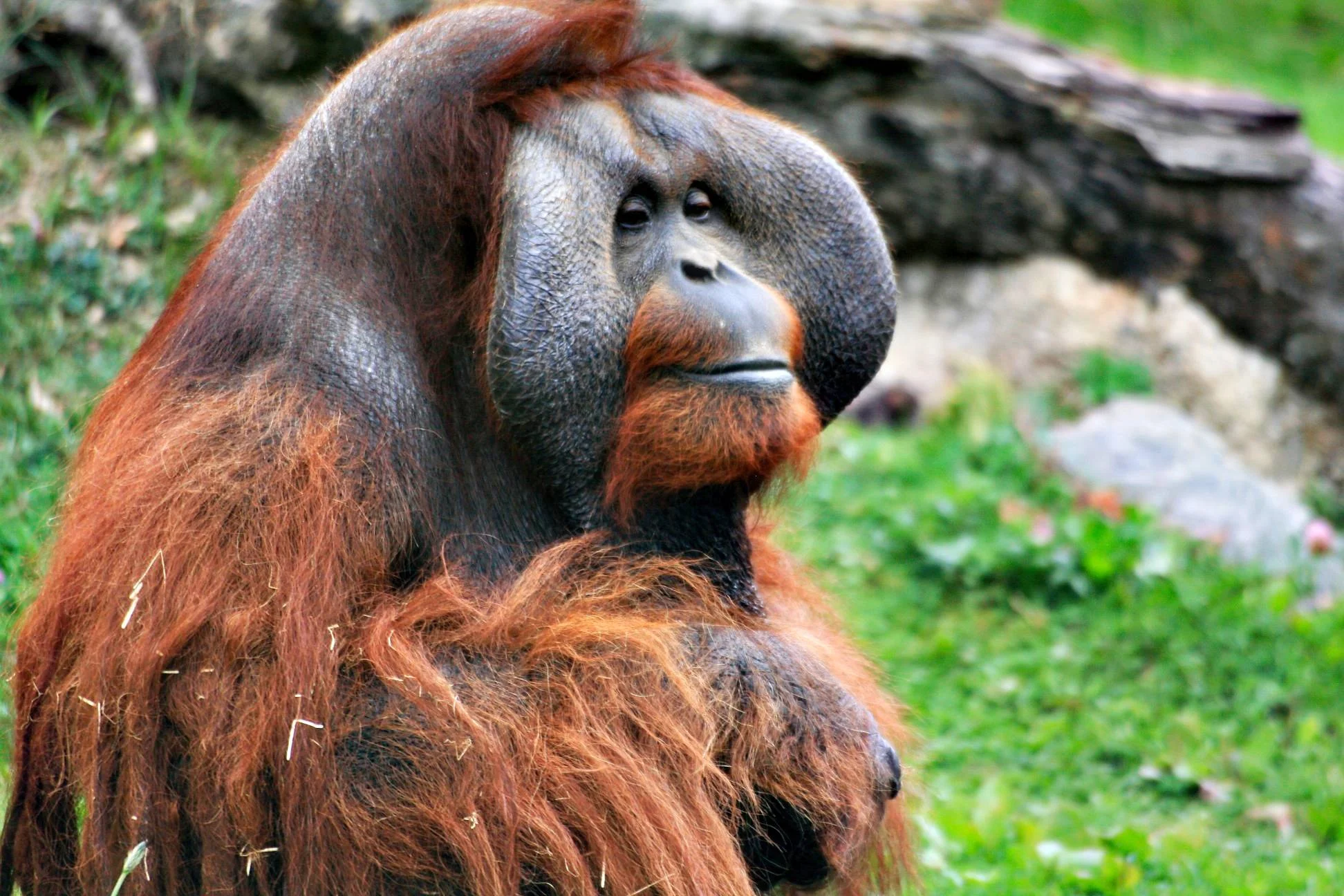 orangutan-man_4385449928_o-Exposure.jpg