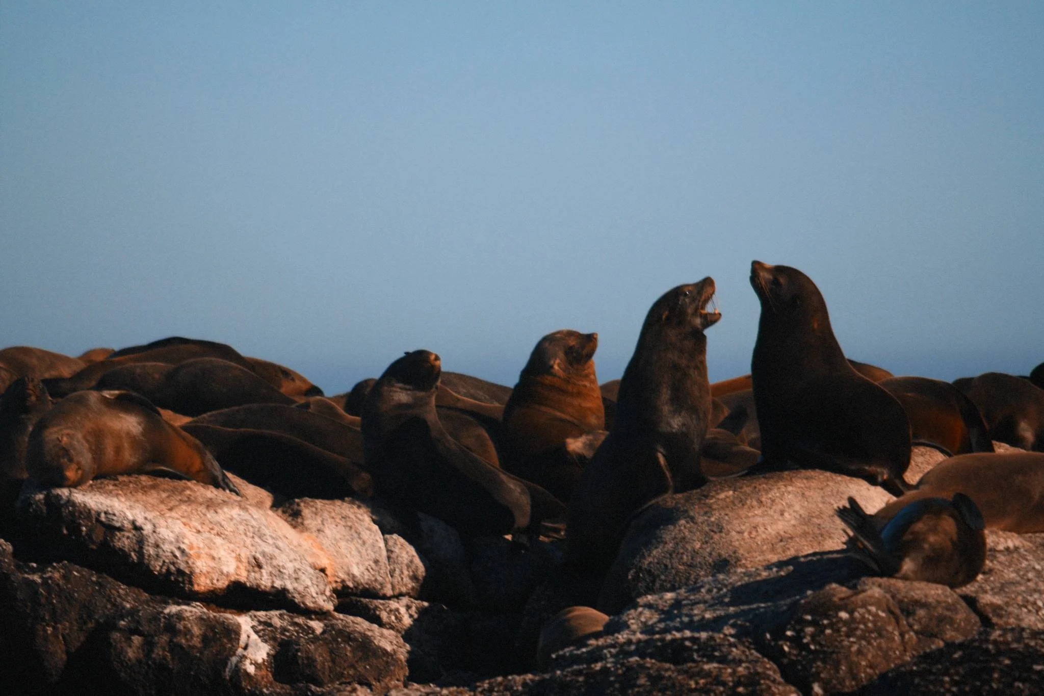 seal-island_524851561_o-Exposure.jpg