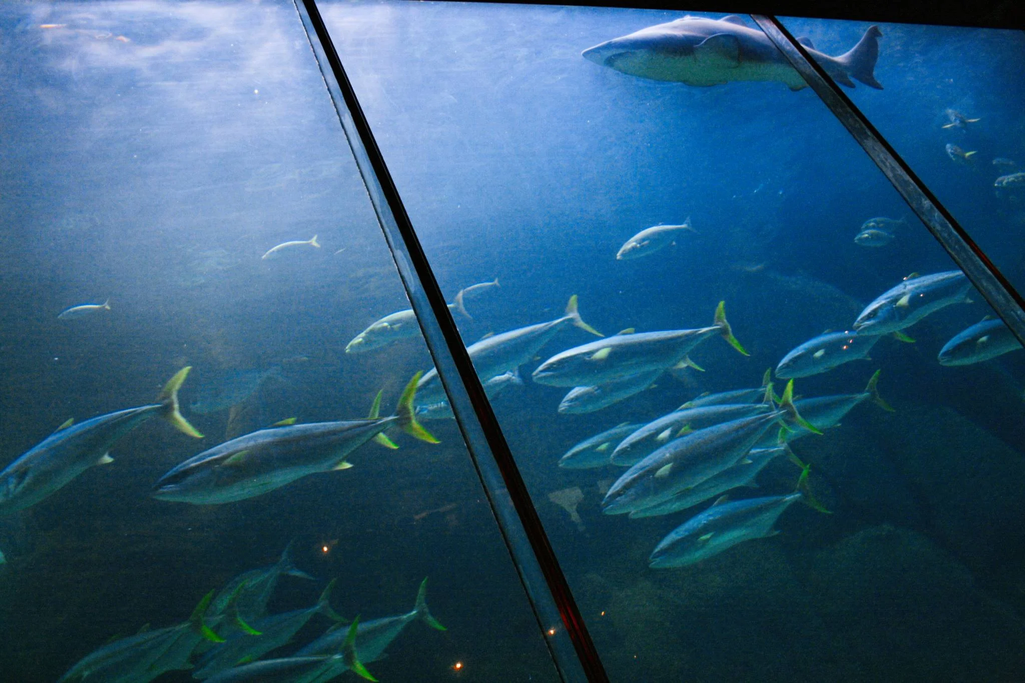 shark-tank_524772308_o-Exposure.jpg