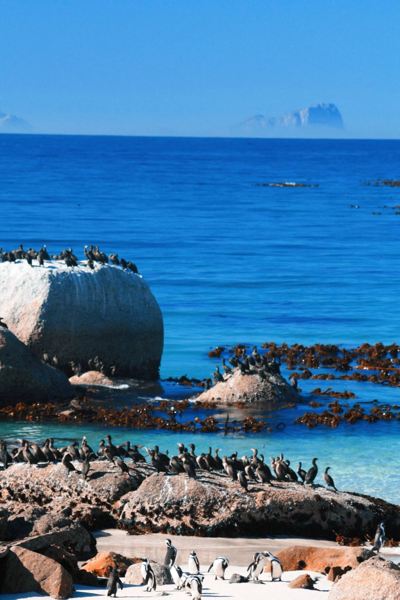 simonstown-penguin-reserve_524773114_o-Exposure.jpg