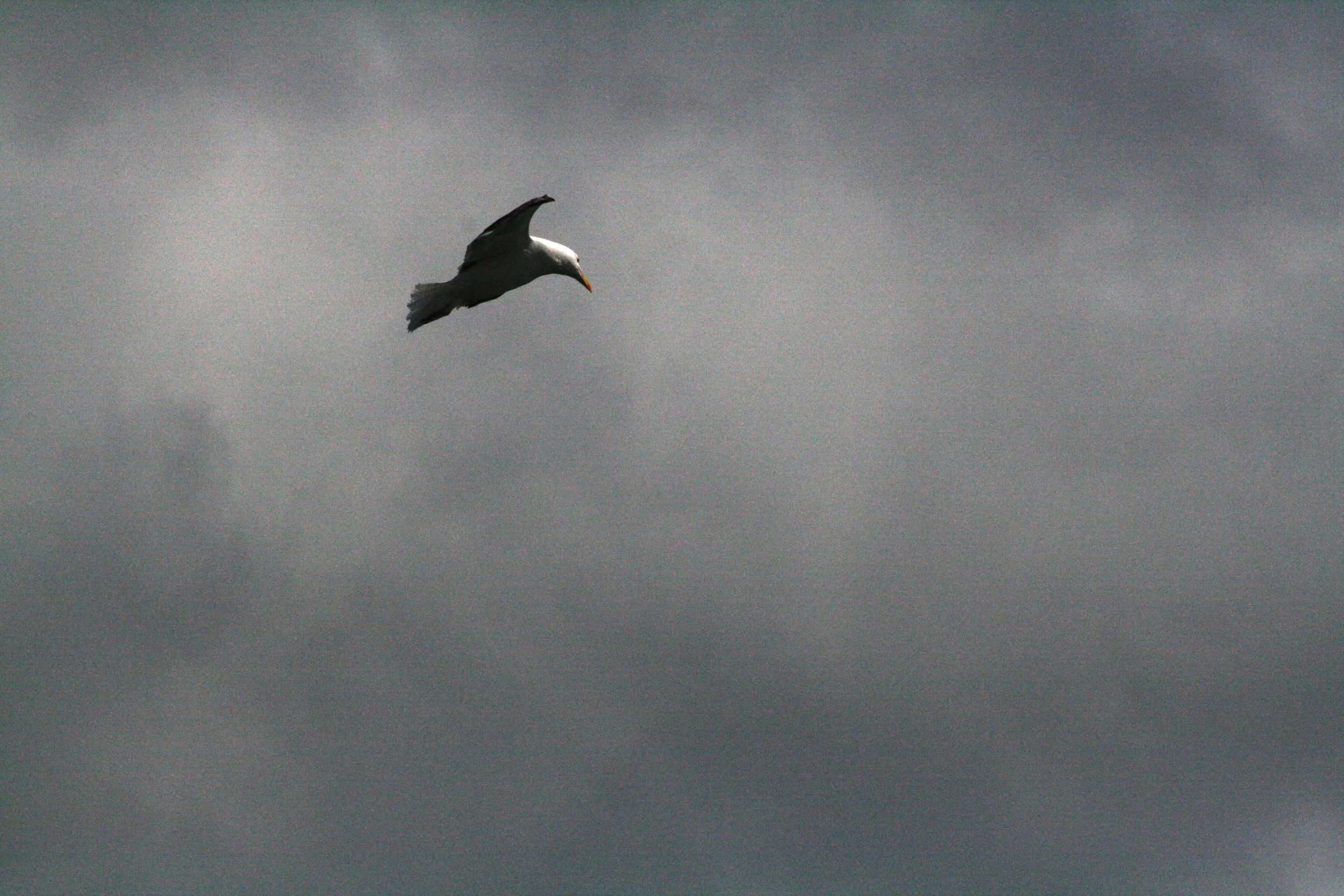 seagull-dingle_3791290981_o-Exposure.jpg