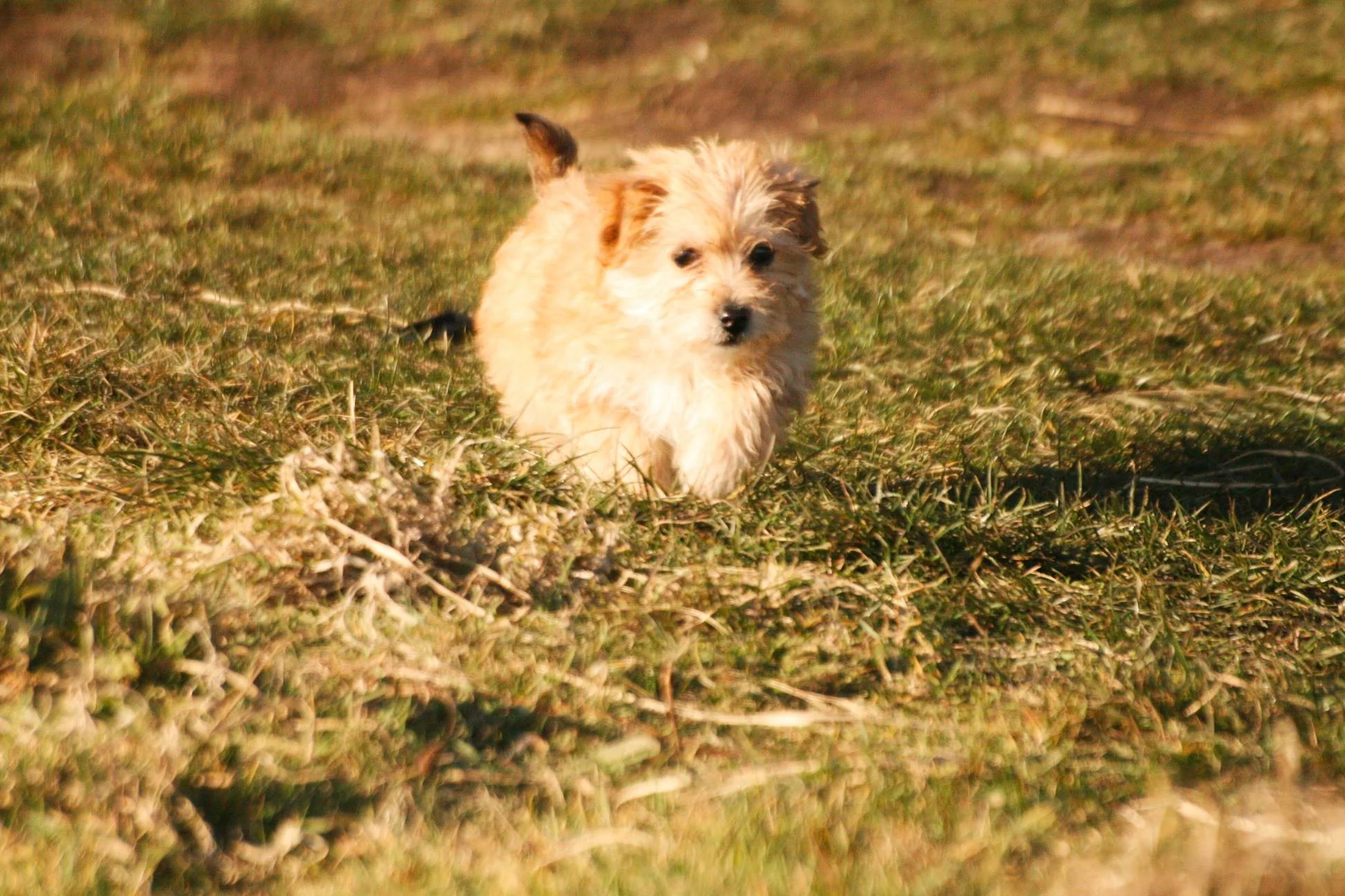 the-evolution-of-an-ewok-ii_4520599331_o-Exposure.jpg