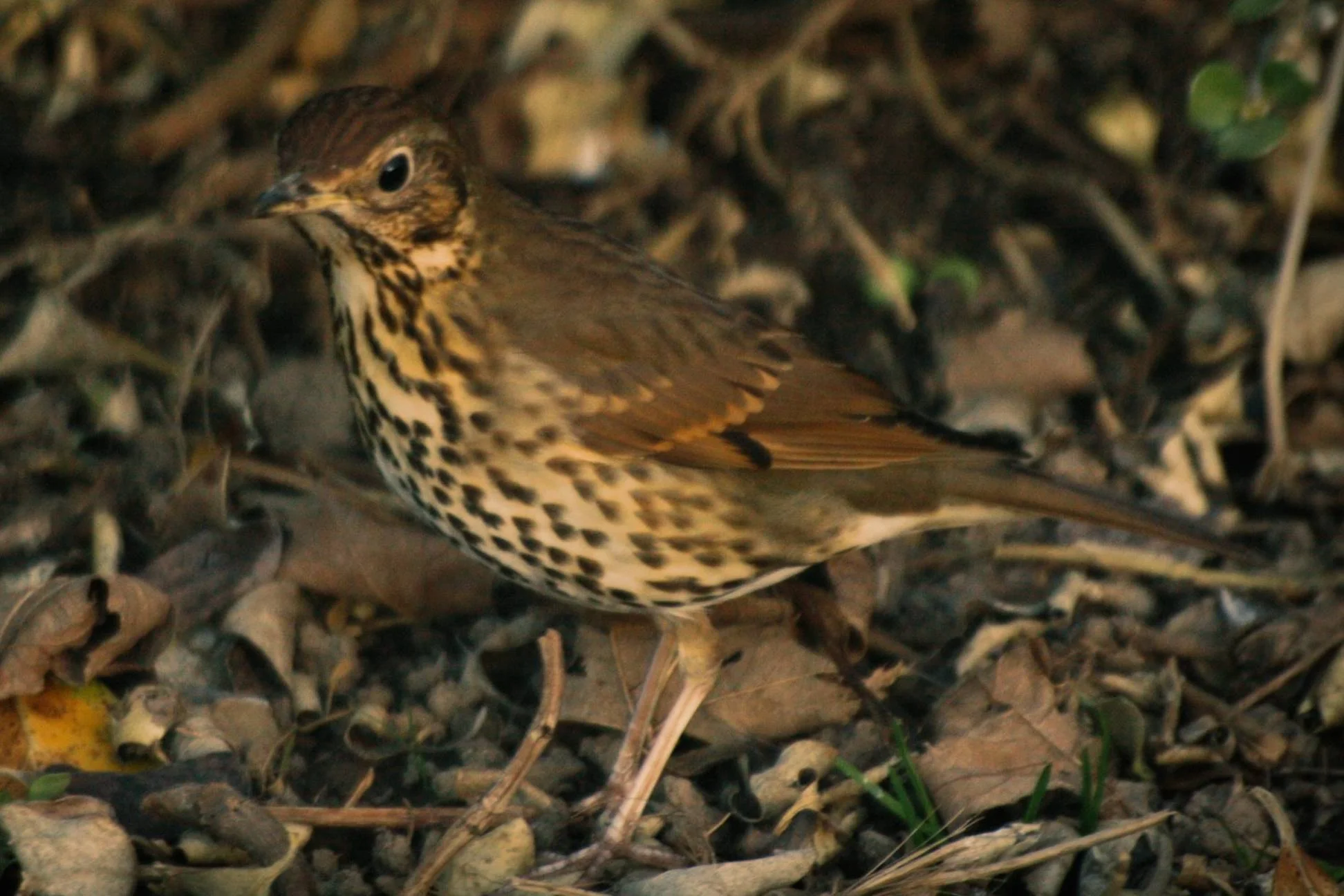 thrush_4521240432_o-Exposure.jpg