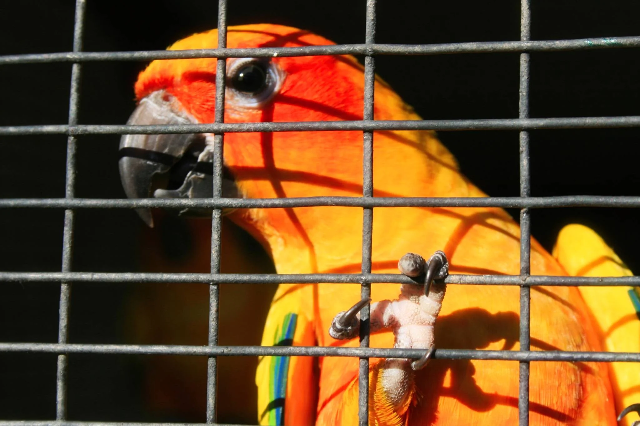 dead-parrot-sketch_524884975_o-Exposure.jpg