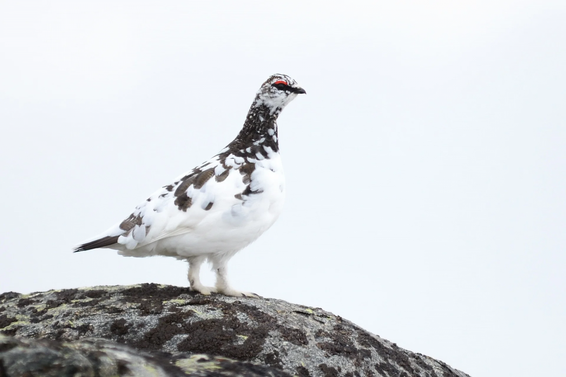 Foredrag: Ryper før og nå