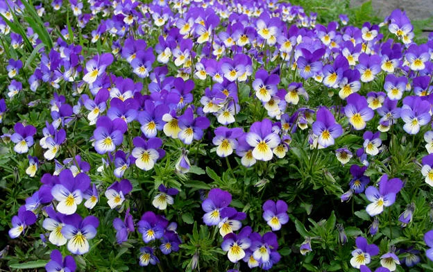 Foredrag: Medisinplanter