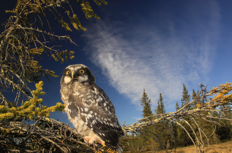 Klima, miljø og fugleliv - Åsjo som fuglelokalitet