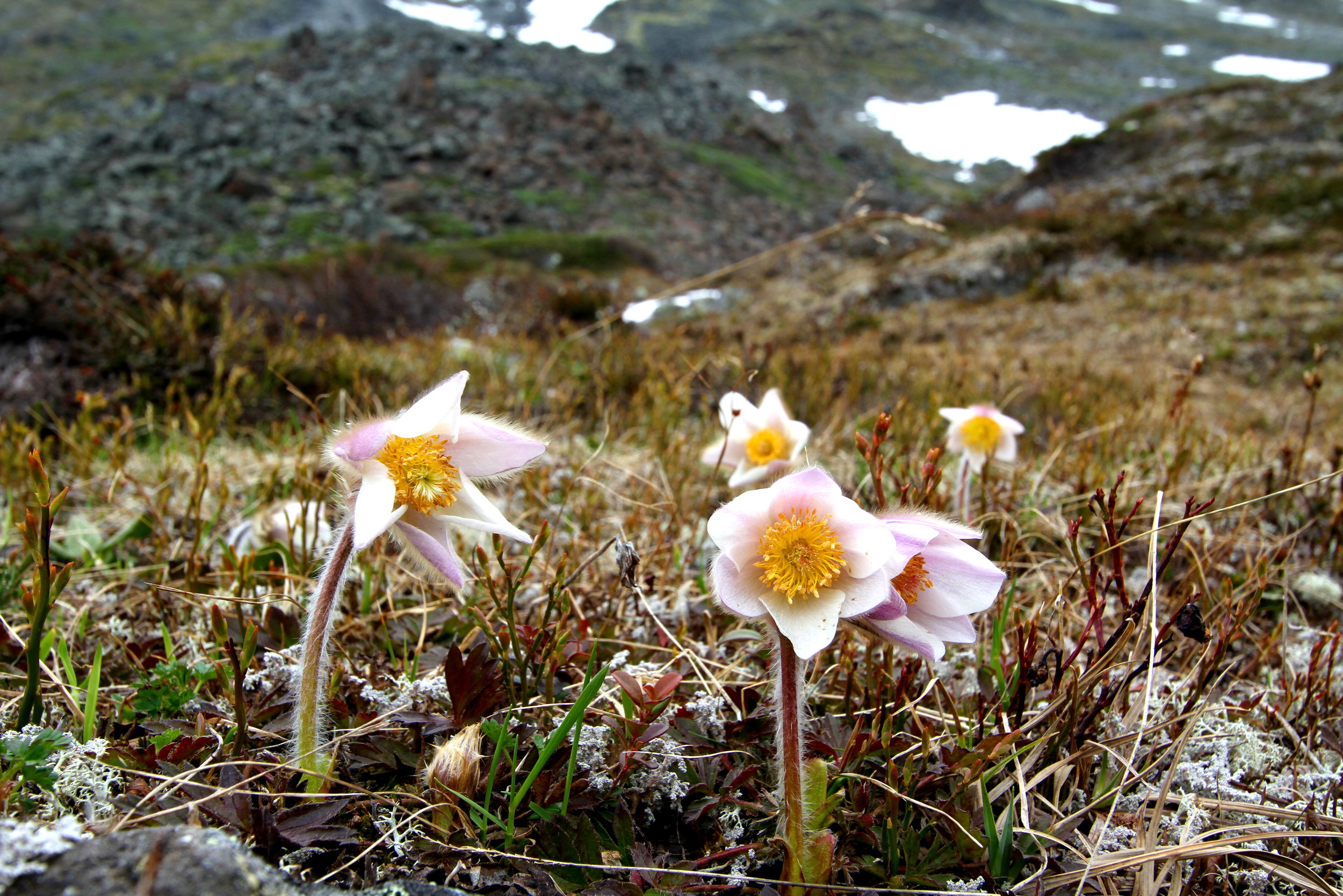 Botanisk tur med Arne Fjellberg