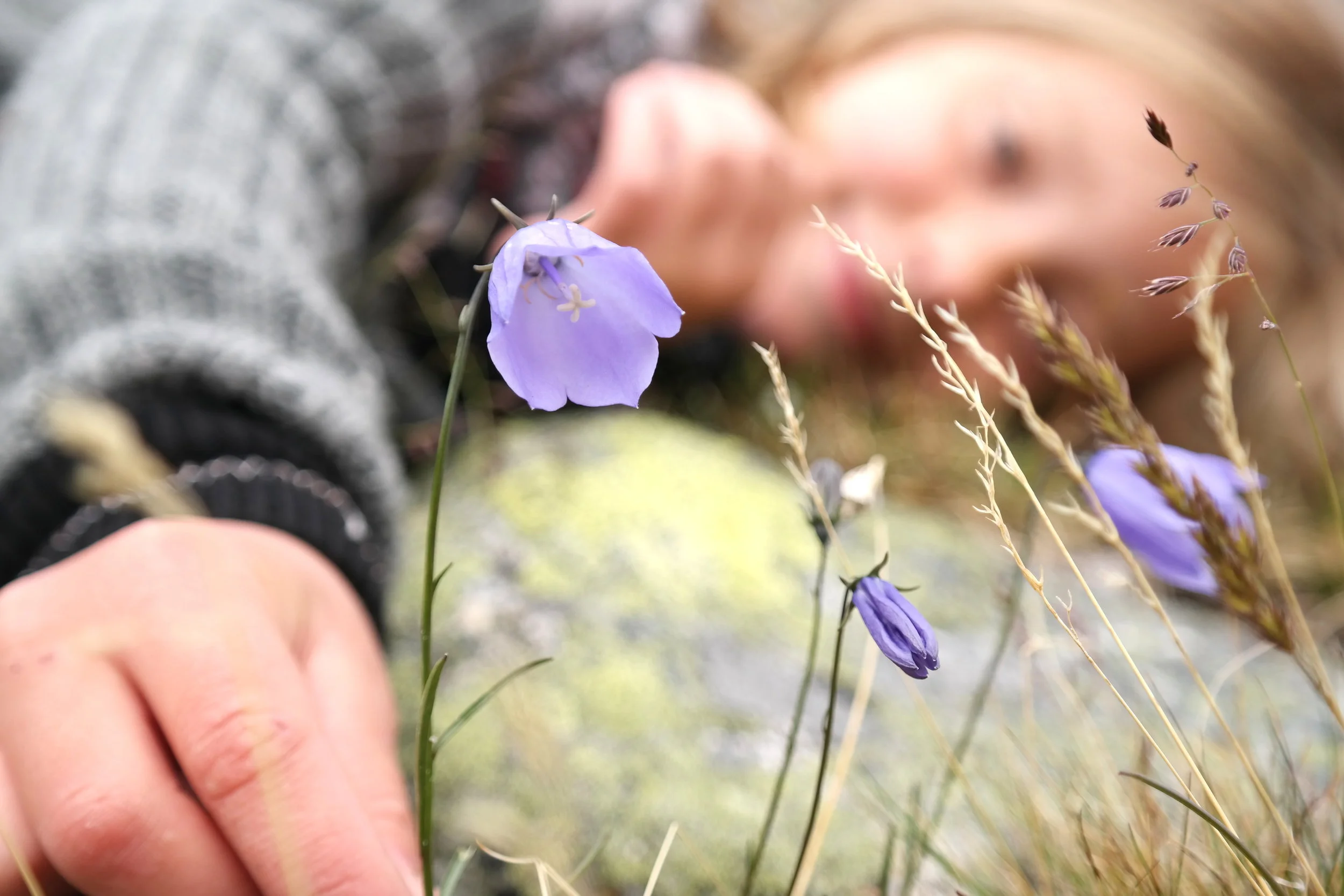 Botanisk vandring langs Gjende med Leif Ryvarden