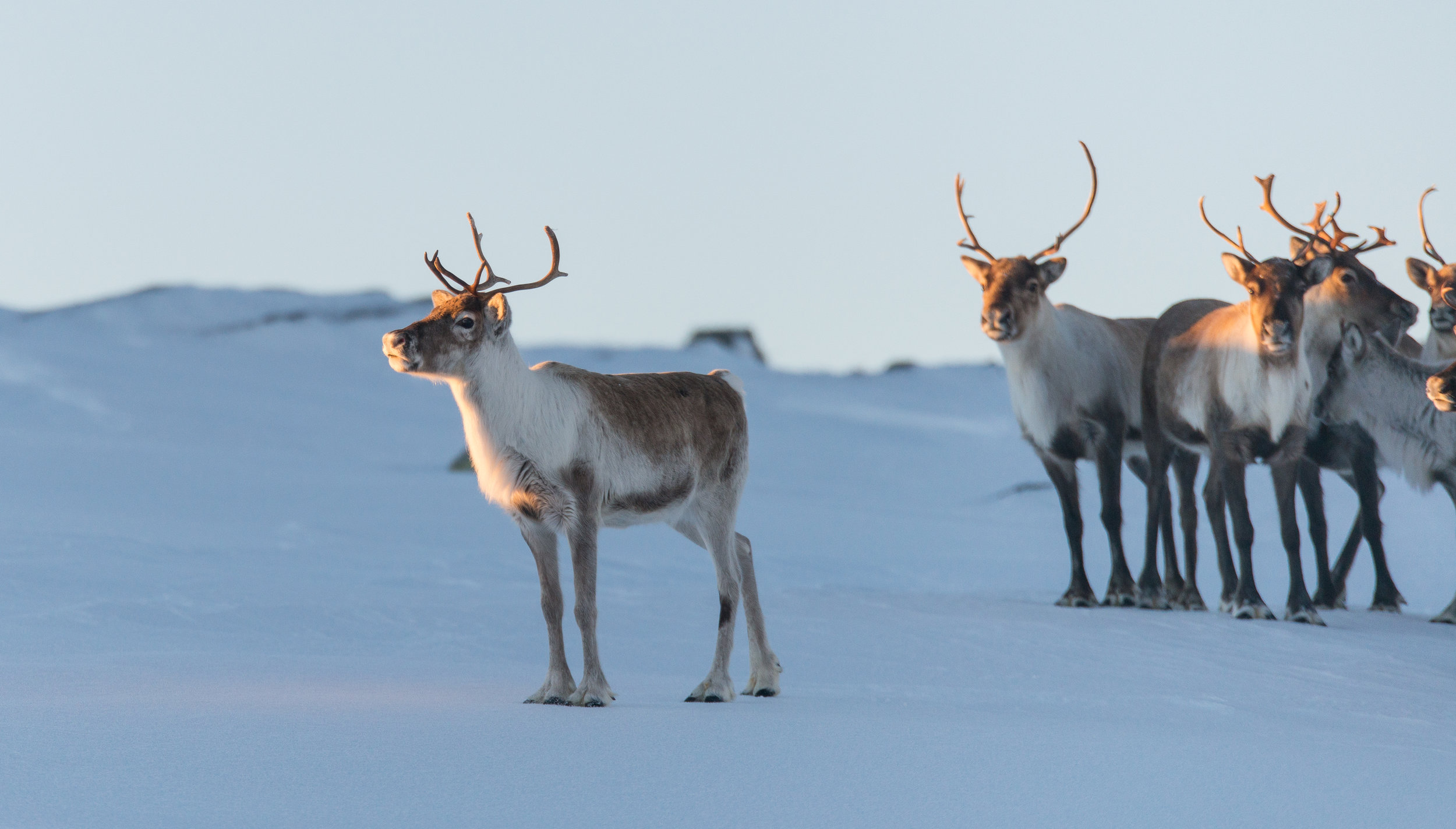 Foredrag: Skrantesjuke (CWD) hjå villrein