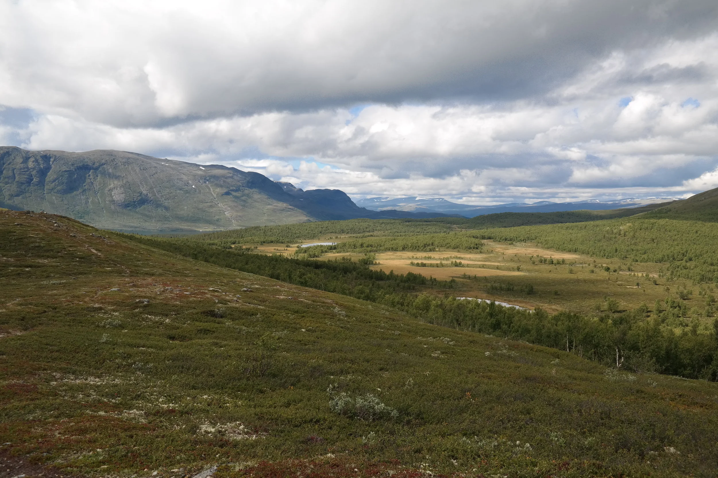 Skoggrensa i endring