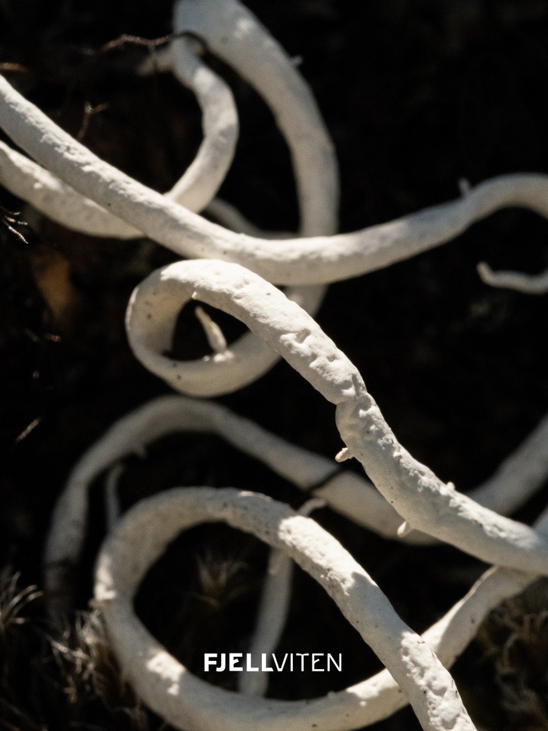 Naturen er fascinerande! 🏔️

Slik kan lav og mose p&aring; h&oslash;gfjellet sj&aring; ut p&aring; n&aelig;rt hald🔎

Foto: Frys Film AS
@frysfilm 

PROSJEKT FJELLVITEN:
I prosjekt Fjellviten skal vi formidle og overf&oslash;re kunnskap om klima og 