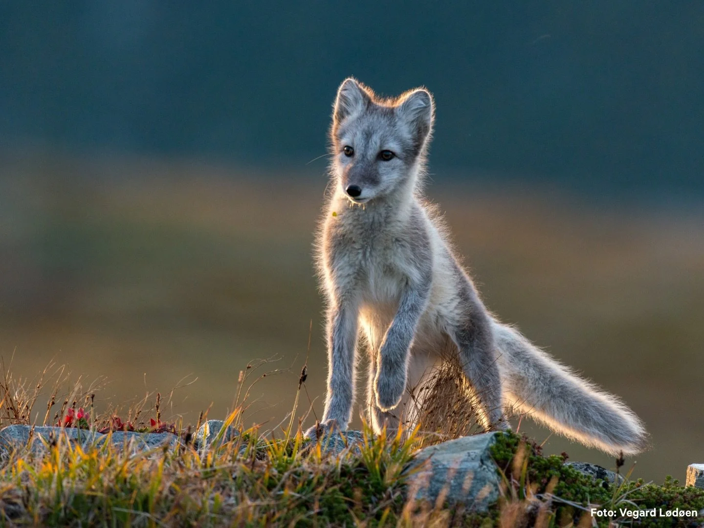 Verdsdagen for ville dyr og plantar 🌸🌱🦉🦢🦌
 
I dag, 3. mars, har FN ein eigen dag for &aring; feire alle dei fantastiske dyra og plantane som lev p&aring; jordkloden v&aring;r (FN, 2023).

Vi ynskjer &aring; markere dagen med eit biletedryss av n