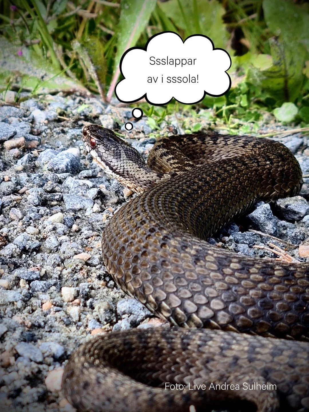 Visste du dette om hoggormen?🐍🔎⬇️

☠️ Hoggormen er den einaste slangen i Noreg som er giftig (FHI, 2024).

☀️ Hoggormen kjem fram for &aring; sole seg, men lev ofte i jordholar, steinr&oslash;ysar og liknande (SNL, 2025).

🌨️ I Noreg ligg hoggorme