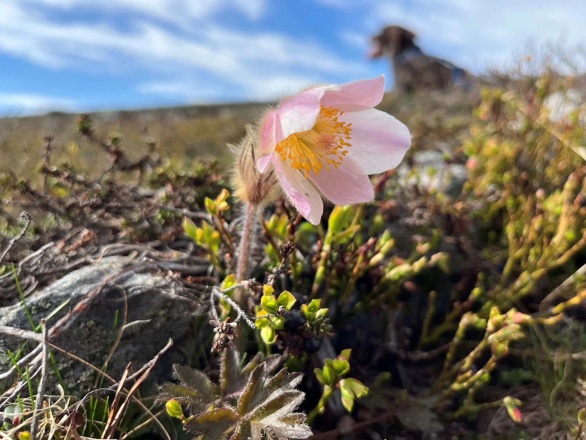 Veit du kva for plante dette er? 📸

Planten du ser p&aring; bilete er ein vakker plante med namn Mogop / Pulsatilla vernalis (Hegre &amp; Elven, 2020)🌼

Visste du at: 
🏔️ Mogop kan vekse p&aring; fjellet, og opp til 1840 moh. i Jotunheimen i Lom (
