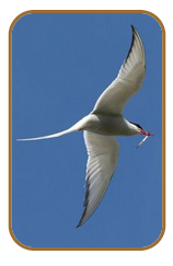 Photograph by Chris Sperring