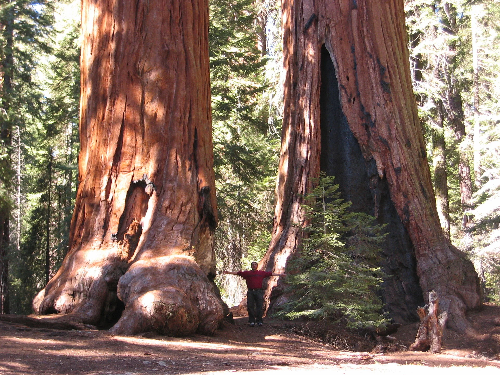 Sequoia_trees.JPG