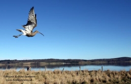Curlew released with geolocator