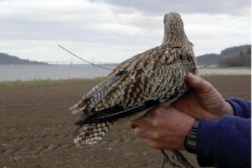 Curlew with satellite transmitter