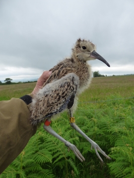 Juvenile curlew