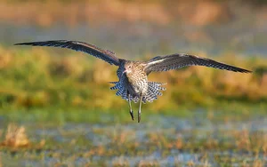 Mary-Curlew-4-lores.jpg