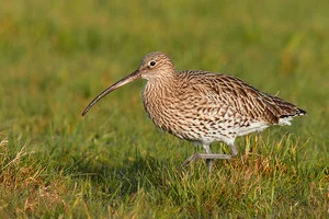 Mary-Curlew-3-lowres.jpg