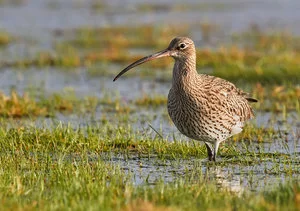 Mary-Curlew-2-lowres.jpg