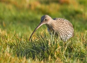Mary-Curlew-1-lowres.jpg