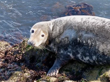 Grey seal - one of the creatures in the series