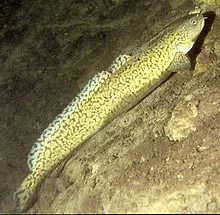 Burbot -&nbsp;fresh water cod