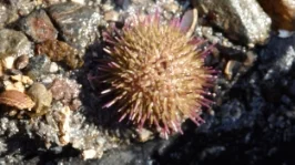 Sea Anemone