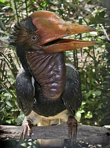 Immature helmeted hornbill