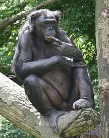 Bonobo chimp