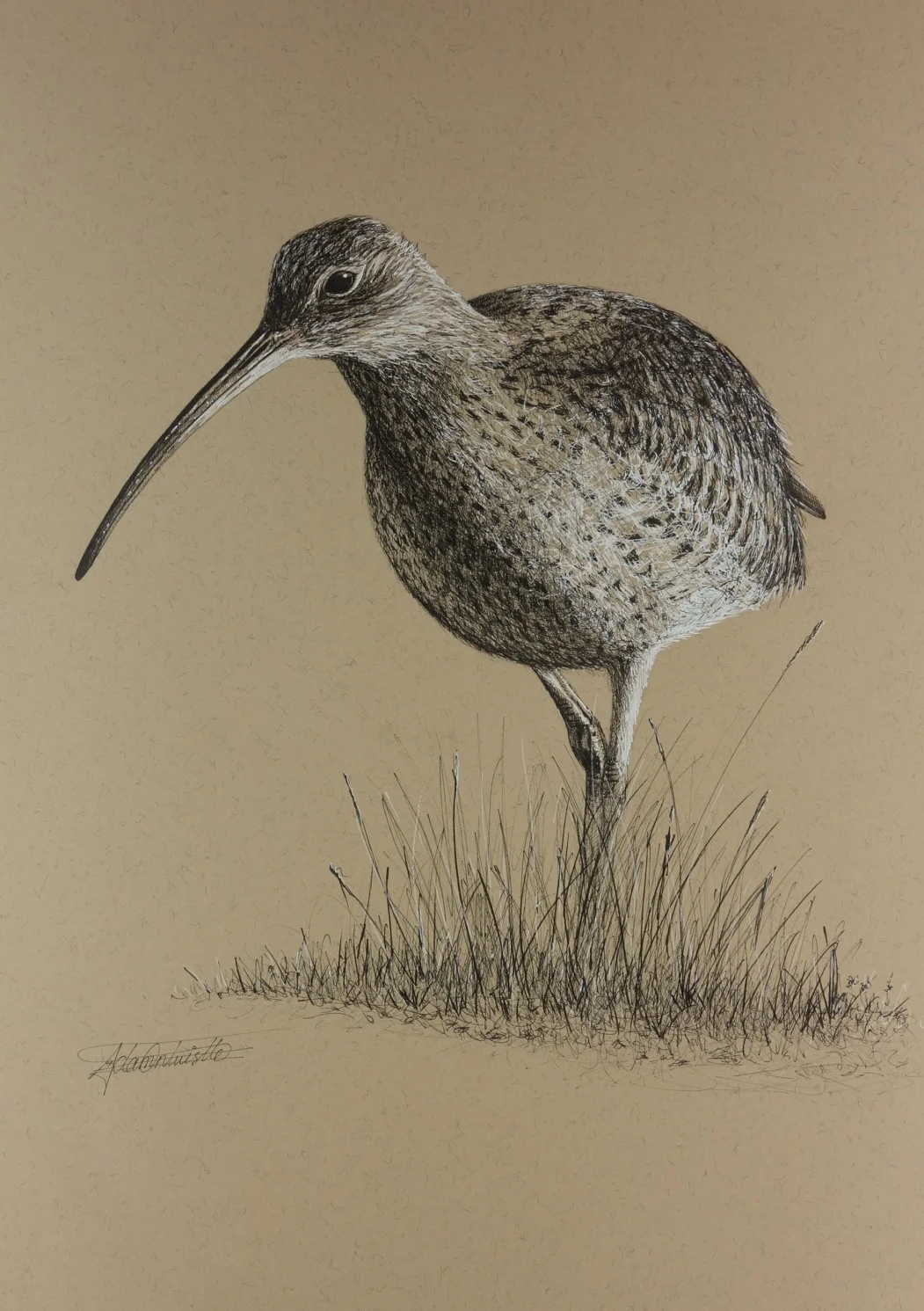 Curlew 1.jpg