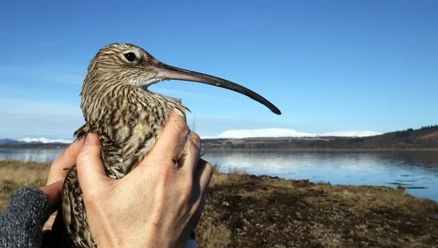 curlew in hand.jpg