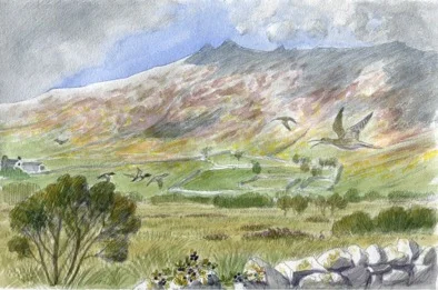 Curlews in Snowdonia
