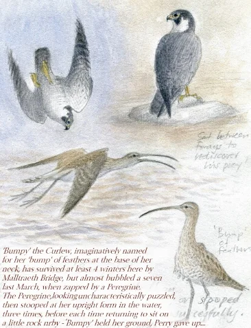 Thoughts on curlews and St Bueno