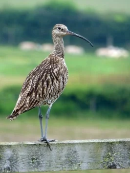 The endangered Eurasian curlew