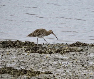 Curlew 01-09-2017Malahide.jpg