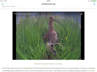 Screen grab from Curlew Country curlew camera