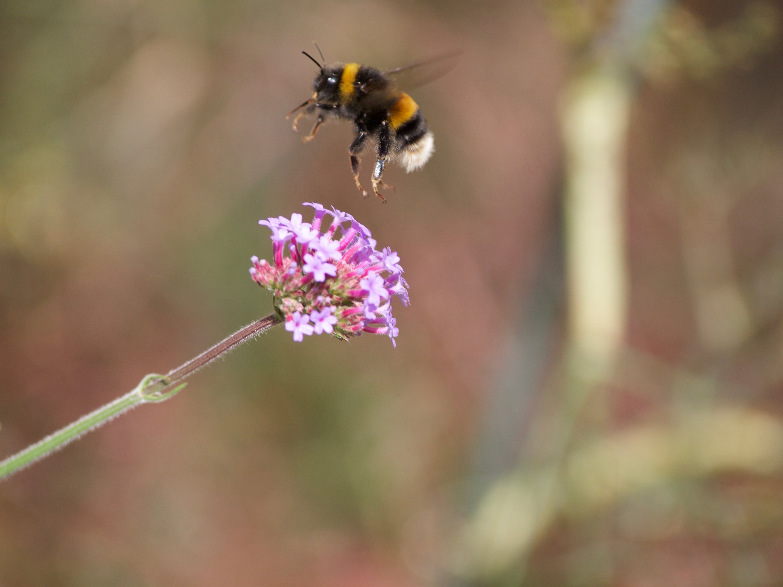 Pollinators are vital for our food