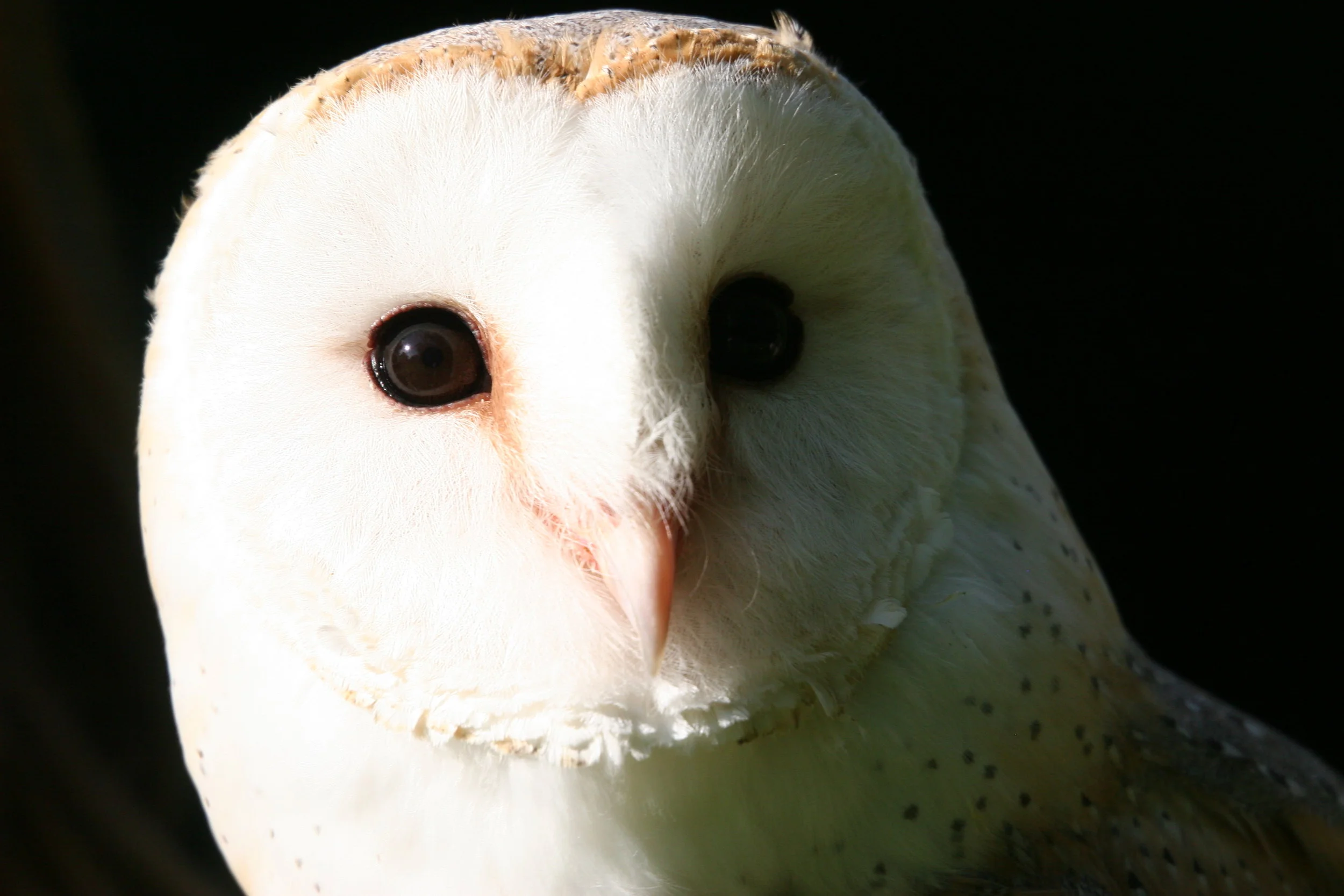 Barn Owl