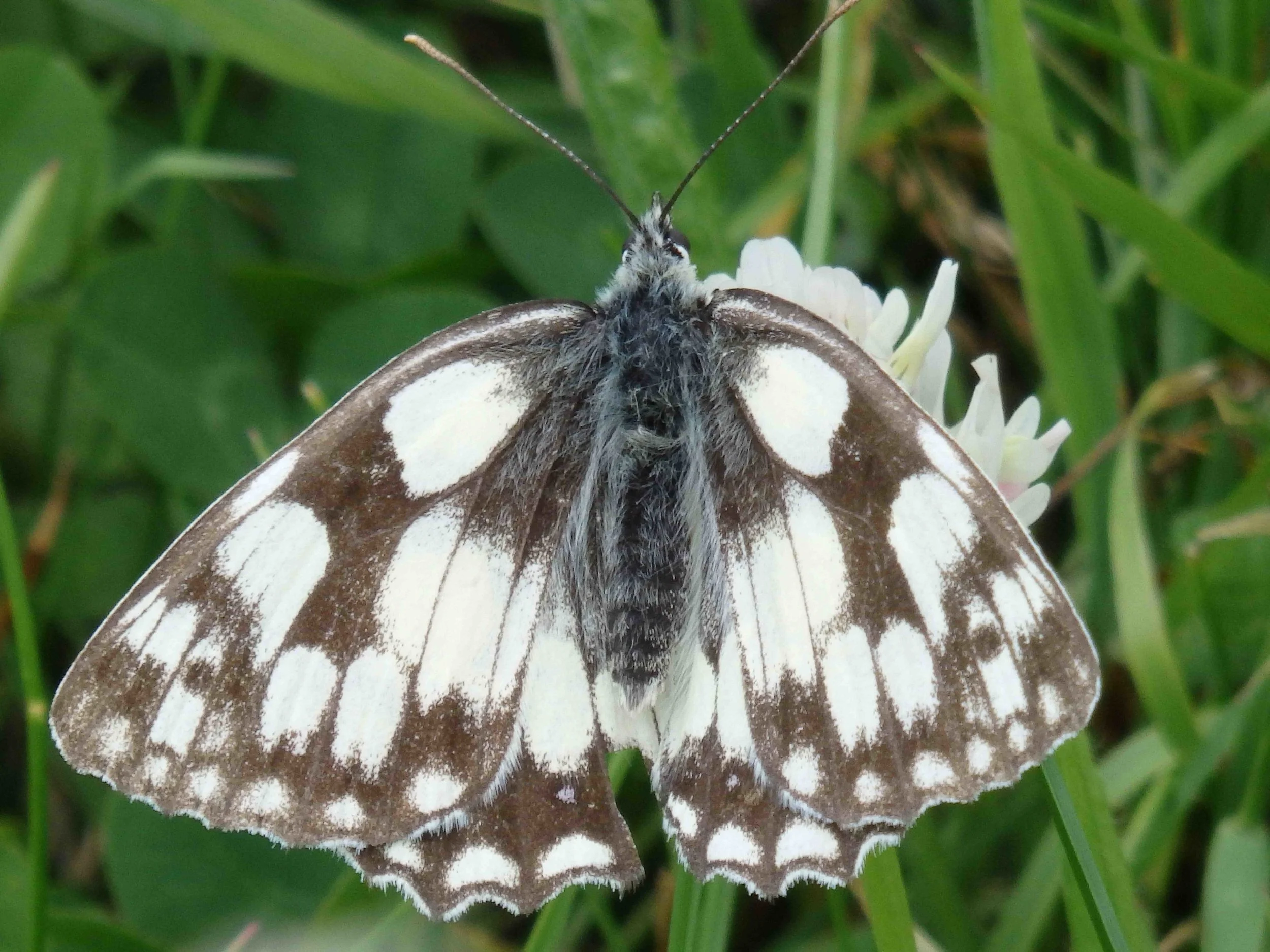 Marbled white butterfly