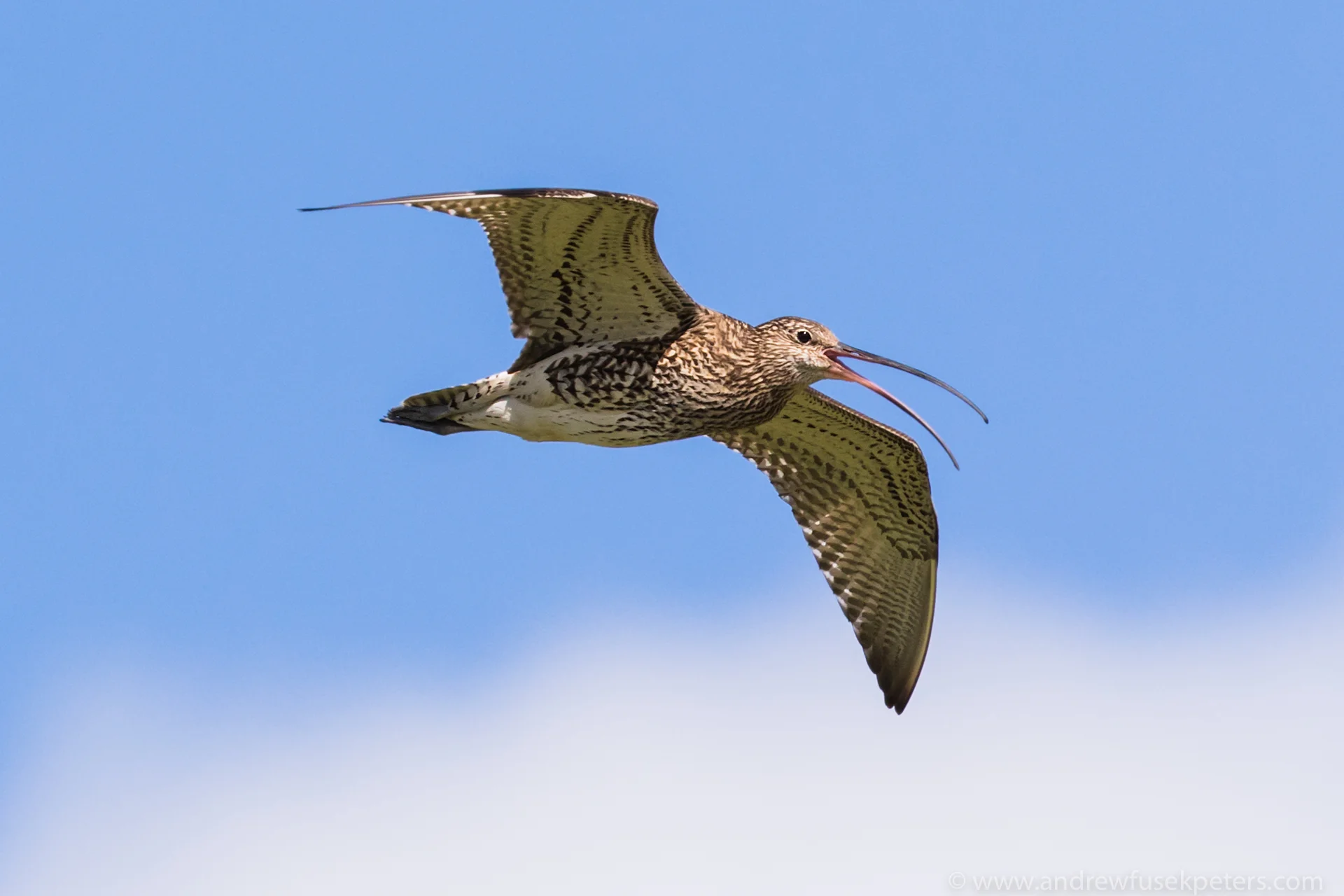 Shropshire Curlews Andrew Fusek Peters-11.jpg