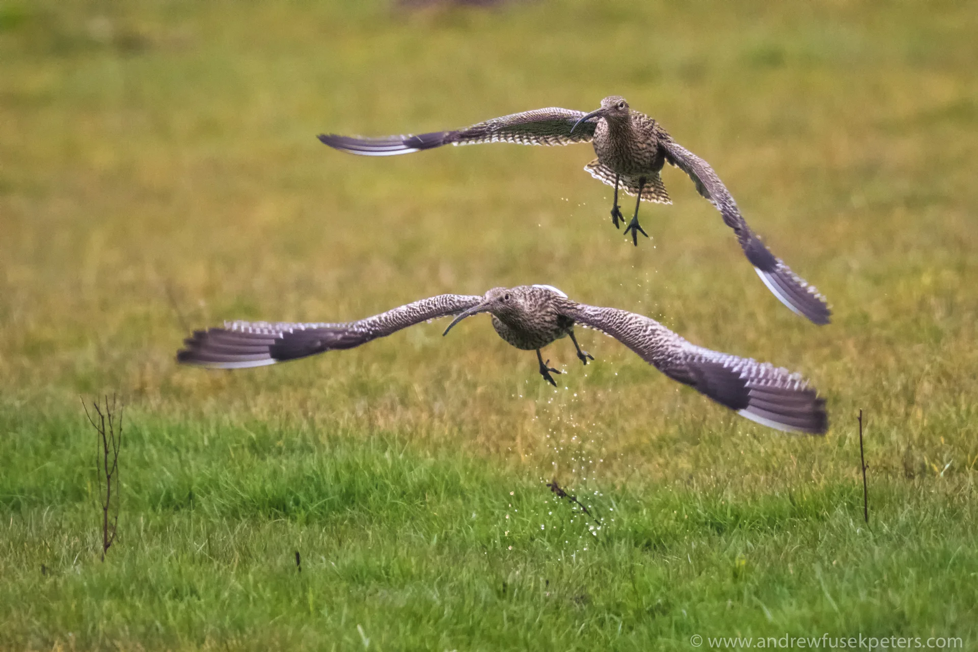 Shropshire Curlews Andrew Fusek Peters-2.jpg