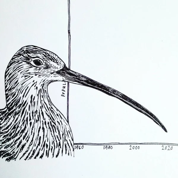 Curlew decline