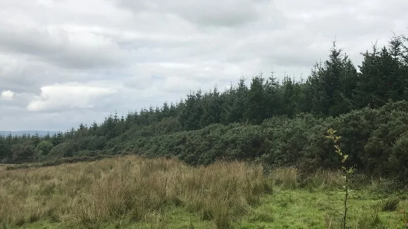 Sitak spruce planation in Ireland